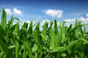 Corn