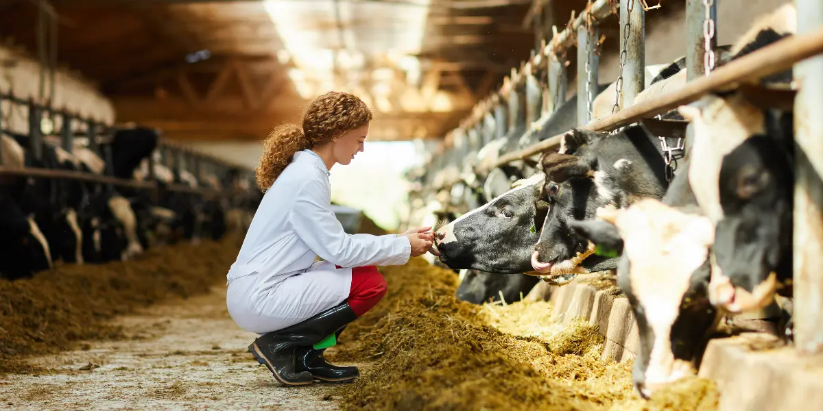 Veterinarians in high demand for live animal production operations